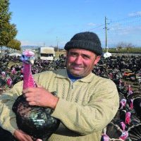 Yılbaşı hindisi Kahramanmaraş’tan