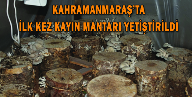 KAHRAMANMARAŞ’TA İLK KEZ KAYIN MANTARI YETİŞTİRİLDİ