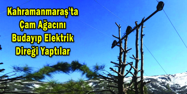 Kahramanmaraş’ta Çam Ağacını Budayıp Elektrik Direği Yaptılar