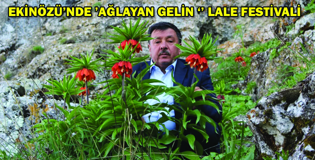 EKİNÖZÜ’NDE ’AĞLAYAN GELİN ‘’ LALE FESTİVALİ