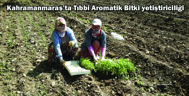 Kahramanmaraş’ta Tıbbi Aromatik Bitki yetiştiriciliği