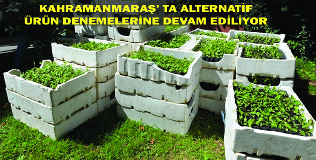 ALTERNATİF  ÜRÜN DENEMELERİNE DEVAM EDİLİYOR