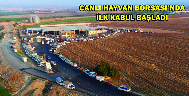 CANLI HAYVAN BORSASI’NDA İLK KABUL BAŞLADI