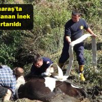 Kahramanmaraş’ta Bataklığa Saplanan İnek 4 Saatte Kurtarıldı
