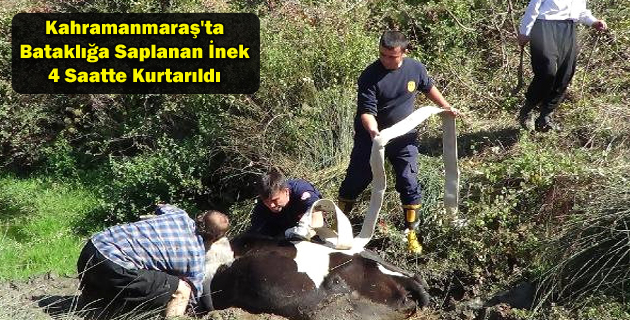 Kahramanmaraş’ta Bataklığa Saplanan İnek 4 Saatte Kurtarıldı