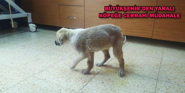 BÜYÜKŞEHİR’DEN YARALI KÖPEĞE CERRAHİ MÜDAHALE