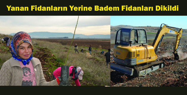 Yanan Fidanların Yerine Badem Fidanları Dikildi