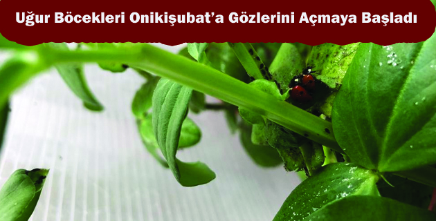 Uğur Böcekleri Onikişubat’a Gözlerini Açmaya Başladı