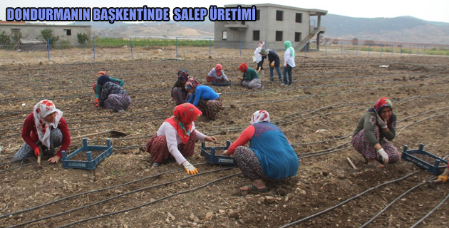 DONDURMANIN BAŞKENTİNDE SALEP ÜRETİMİ