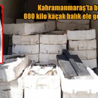 Kahramanmaraş’ta bin 800 kilo kaçak balık ele geçirildi