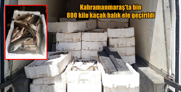 Kahramanmaraş’ta bin 800 kilo kaçak balık ele geçirildi