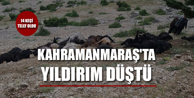 Yıldırım düştü, hayvanlar telef oldu