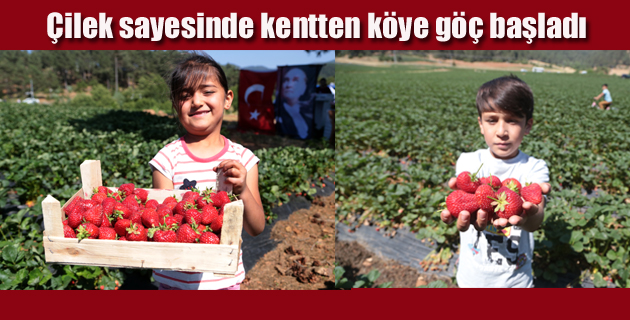 Çilek sayesinde kentten köye göç başladı