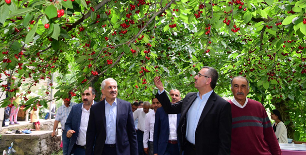 GÜNGÖR KİRAZ HASADINA KATILDI