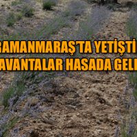 KAHRAMANMARAŞ’TA YETİŞTİRİLEN LAVANTALAR HASADA GELDİ