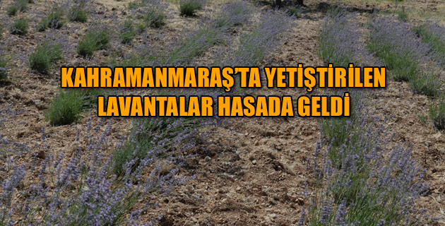 KAHRAMANMARAŞ’TA YETİŞTİRİLEN LAVANTALAR HASADA GELDİ