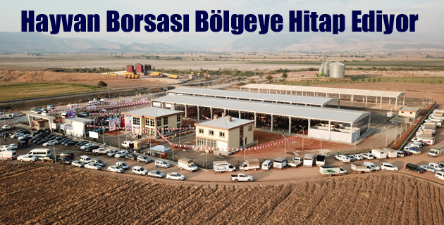 Hayvan Borsası Bölgeye Hitap Ediyor