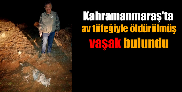 Kahramanmaraş’ta av tüfeğiyle öldürülmüş vaşak bulundu