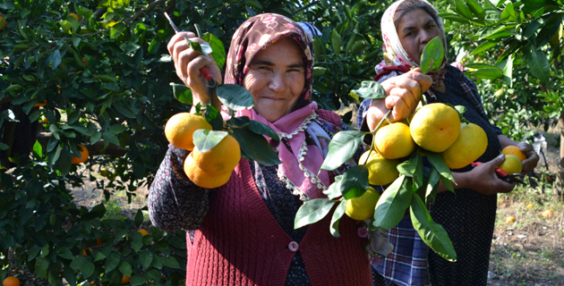 Kahramanmaraş’ta mandalina hasadı başladı