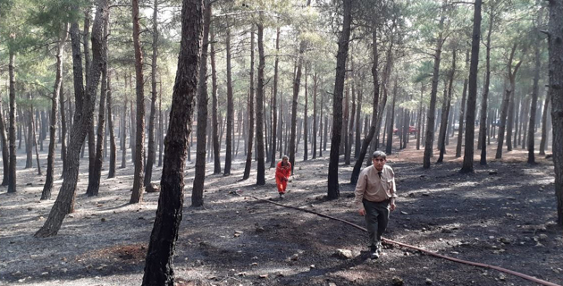 Kahramanmaraş’ta orman yangını