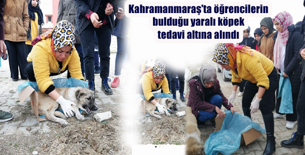 Kahramanmaraş’ta öğrencilerin bulduğu yaralı köpek tedavi altına alındı
