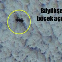 Büyükşehir’den böcek açıklaması!