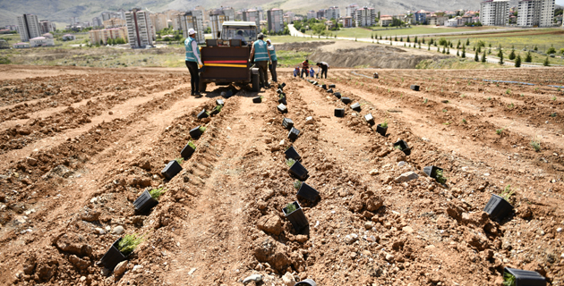 Elbistan’da 15 bin lavanta toprakla buluşturuldu