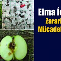 Elma İç Kurdu Zararlısında Mücadele Zamanı