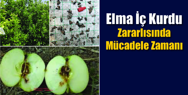 Elma İç Kurdu Zararlısında Mücadele Zamanı