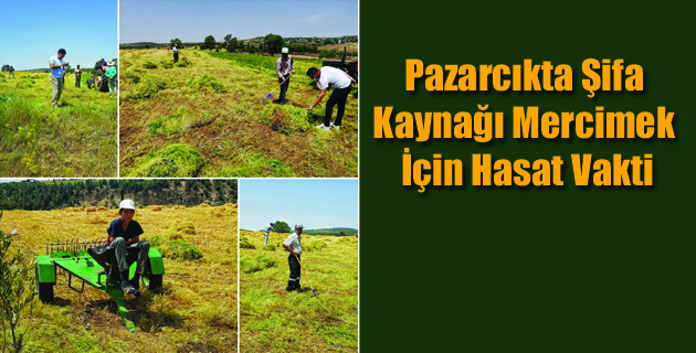 Pazarcıkta Şifa Kaynağı Mercimek İçin Hasat Vakti