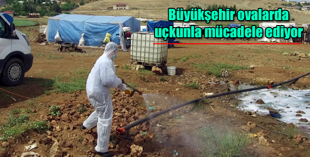 Büyükşehir ovalarda uçkunla mücadele ediyor