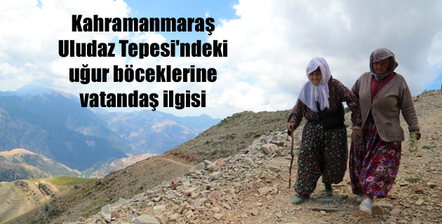 Kahramanmaraş Uludaz Tepesi’ndeki uğur böceklerine vatandaş ilgisi