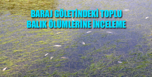 Kahramanmaraş’ta baraj göletindeki balık ölümlerine ilişkin inceleme başlatıldı