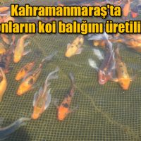 Kahramanmaraş’ta Japonların koi balığını üretiliyor