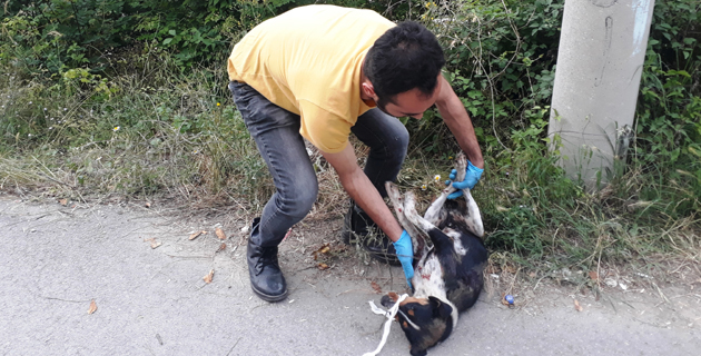 Kahramanmaraş’ta tüfekle ateş edilen köpek yaralandı