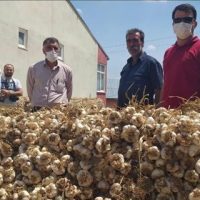 AFŞİN KOÇOVASI SARIMSAĞI İLĞİ ODAĞI OLMAYA DEVAM EDİYOR