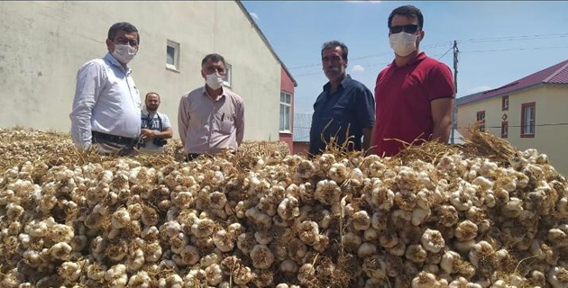 AFŞİN KOÇOVASI SARIMSAĞI İLĞİ ODAĞI OLMAYA DEVAM EDİYOR