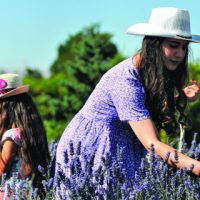 Afşin, lavanta tarlalarıyla turizme kapı aralıyor