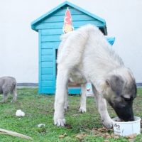 Mahçiçek, “Can Dostlarımız Bize Emanet”