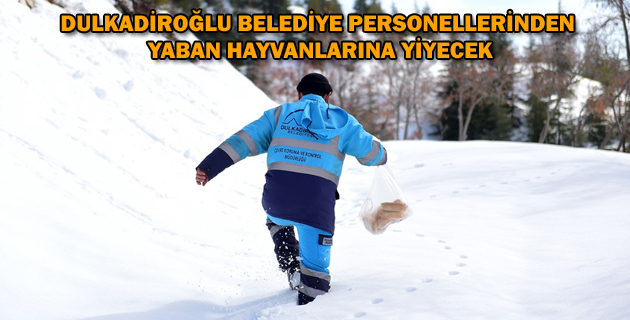 DULKADİROĞLU BELEDİYE PERSONELLERİNDEN YABAN HAYVANLARINA YİYECEK