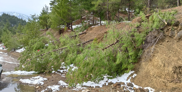 Kar, çam ağaçlarını yerinden söktü