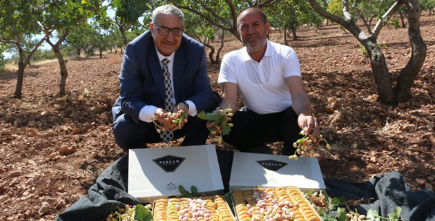 KERVANCIOĞLU KAHRAMANMARAŞ’TA FISTIK HASADINA KATILDI