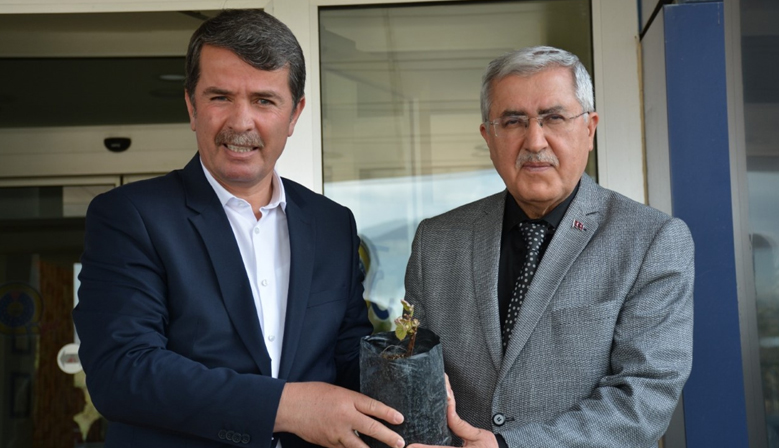 KSÜ ve Türkoğlu Belediyesi İşbirliğiyle Labrusca Üzüm Yetiştiriciliği Çalışmalarına Başlandı