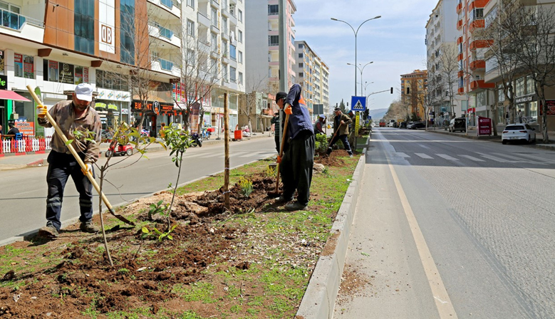 Kahramanmaraş’ta Cadde ve Bulvarlar Bitkilerle Donatılıyor